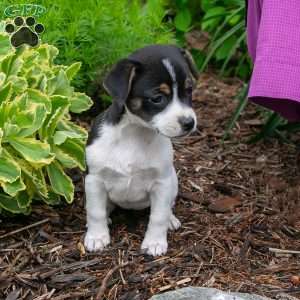 Penny, Jack-A-Ranian Puppy